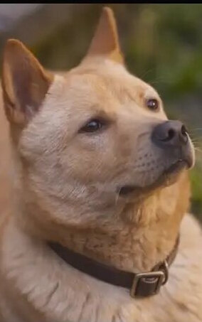 დიახ ხუან