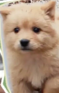 ჰუანგ სიაოჯუ