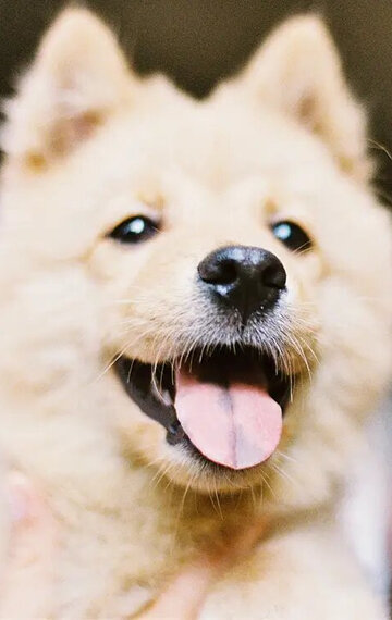 ჰუანგ დუ